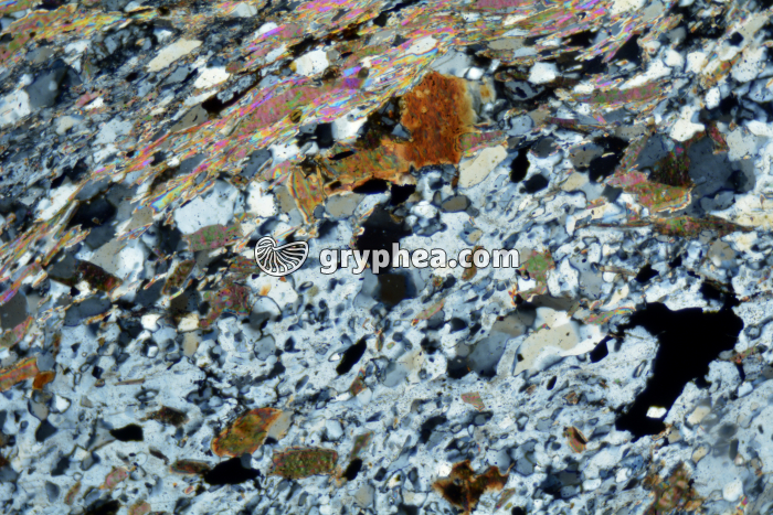 Micaschiste à andalousite LPA x25 - gryphea.com